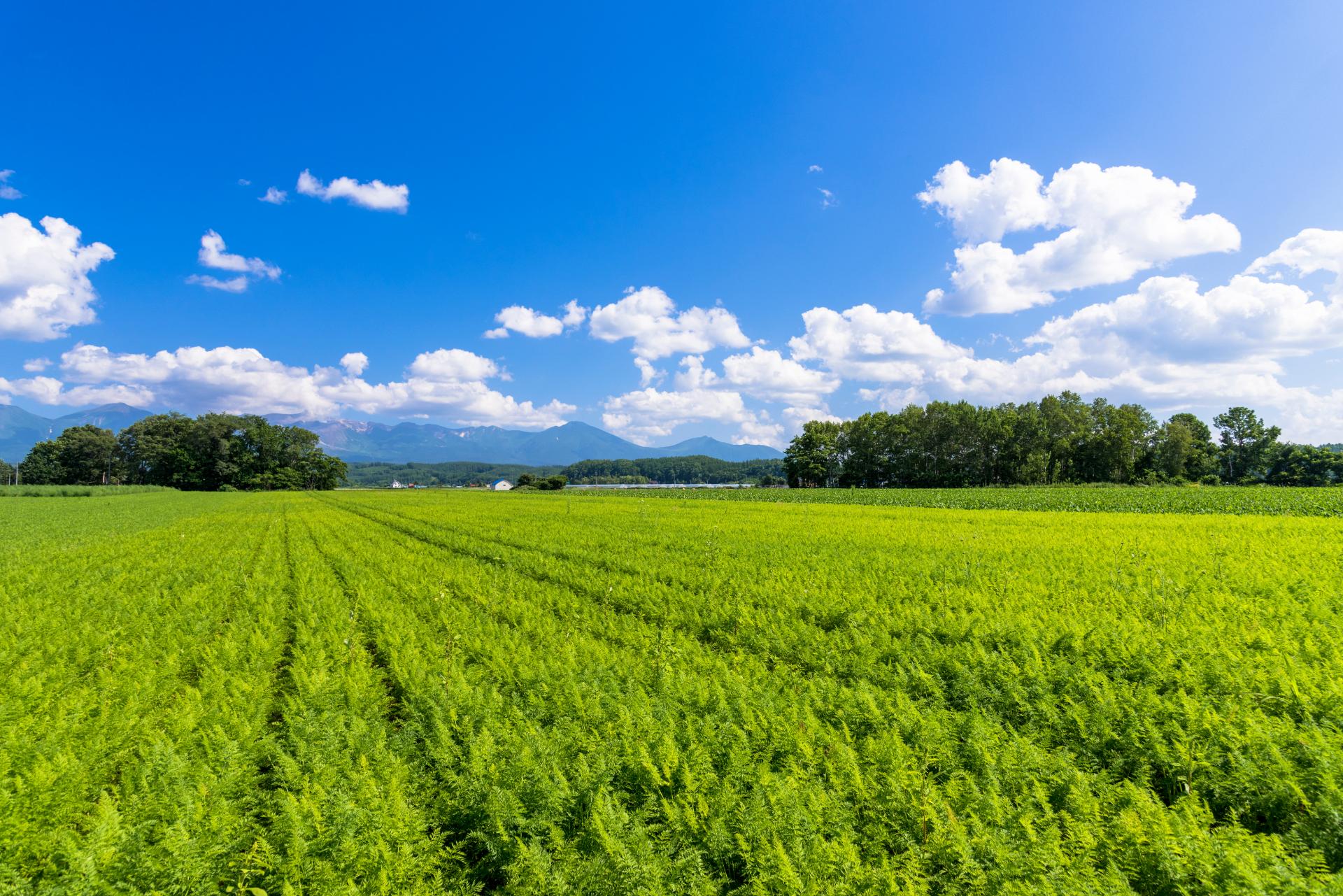 畑の作業 | 熊本県熊本市周辺の草刈りならギガ・ファーム株式会社