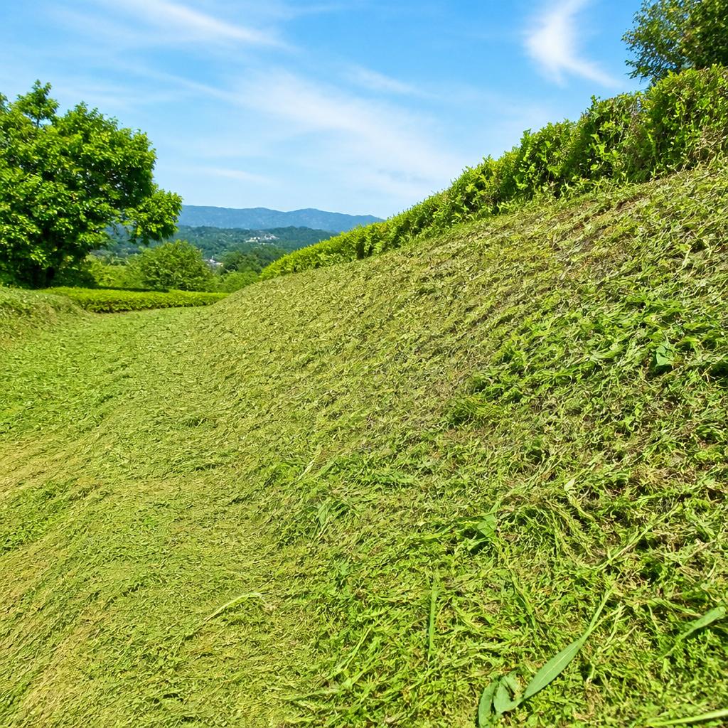 飯塚市での草刈り、トラブルを未然に防ぐプロのサポート！